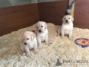 Photo №1. labrador retriever - for sale in the city of Дрезден | 141$ | Announcement № 129382