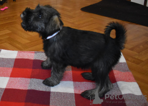 Additional photos: Miniature Schnauzer puppies