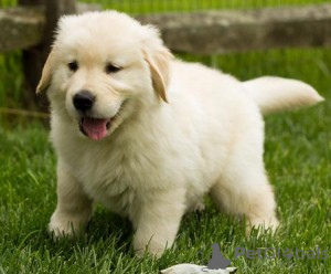 Photo №1. golden retriever - for sale in the city of Amsterdam | Is free | Announcement № 160440