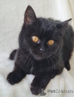 Photo №1.  - for sale in the city of Minsk | Is free | Announcement № 161447