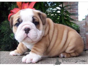 Photo №1. english bulldog - for sale in the city of Falun | 1445$ | Announcement № 168377