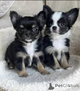 Photo №2 to announcement № 165985 for the sale of chihuahua - buy in Spain private announcement, breeder