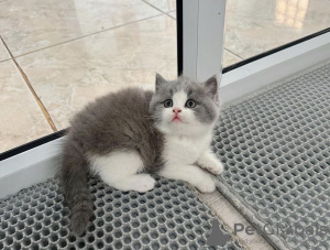 Photo №1. scottish fold - for sale in the city of Queensbury | 260$ | Announcement № 100123
