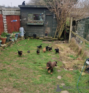 Photo №3. Cocker spaniel puppies for sale. Belgium
