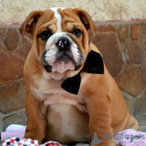 Photo №1. english bulldog - for sale in the city of Belgrade | negotiated | Announcement № 71936