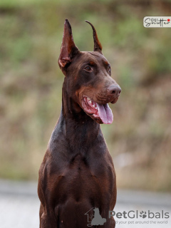 Photo №2 to announcement № 120645 for the sale of dobermann - buy in Poland breeder