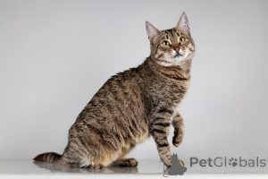 Photo №4. I will sell  in the city of Khimki. from the shelter - price - Is free