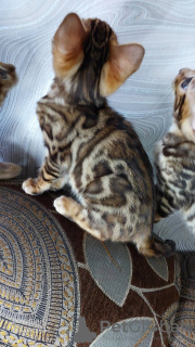 Photo №4. I will sell bengal cat in the city of Смолевичи. from nursery - price - 340$