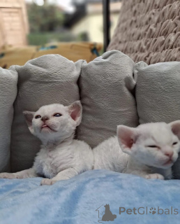 Photo №1. devon rex - for sale in the city of Falkenstein | 329$ | Announcement № 149729