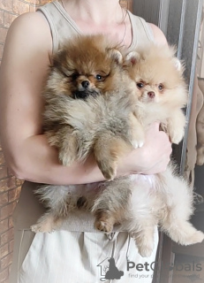 Photo №4. I will sell pomeranian in the city of Minsk. breeder - price - 350$