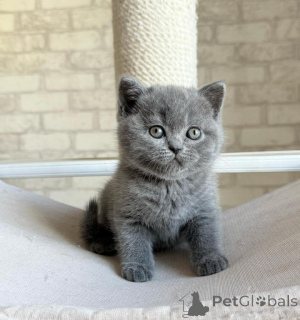 Photo №1. british shorthair - for sale in the city of Bremen | 361$ | Announcement № 177964