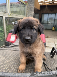 Photo №1. malinois - for sale in the city of Darmstadt | 376$ | Announcement № 144557