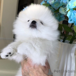 Photo №3. Mini Tsvergspitz Pomeranian Puppes. Germany