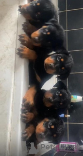 Photo №1. rottweiler - for sale in the city of Berlin | 370$ | Announcement № 116844