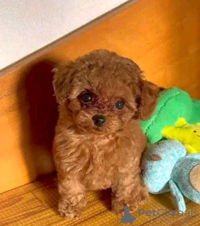 Photo №1. poodle (toy) - for sale in the city of Paris | negotiated | Announcement № 157220