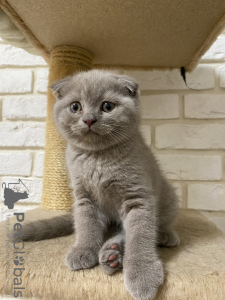 Photo №1. scottish fold - for sale in the city of Krasnodar | negotiated | Announcement № 57072