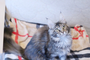 Photo №1. maine coon - for sale in the city of Pskov | Negotiated | Announcement № 3803