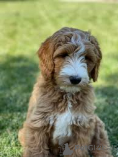 Photo №3. Labradoodle puppies for sale. Netherlands
