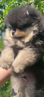 Photo №4. I will sell pomeranian in the city of Kharkov. private announcement, from nursery, breeder - price - 1796$