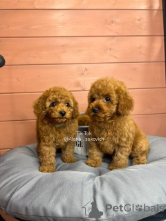 Photo №2 to announcement № 67196 for the sale of poodle (dwarf) - buy in Germany private announcement, breeder