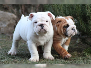 Photo №1. english bulldog - for sale in the city of Karsdorf | 1329$ | Announcement № 848