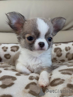 Photo №1. chihuahua - for sale in the city of Bertrand | negotiated | Announcement № 165849