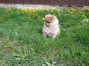 Photo №4. I will sell pomeranian in the city of Prague. breeder - price - 740$