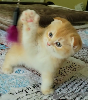 Photo №1. scottish fold - for sale in the city of Palm Coast | 1100$ | Announcement № 141275