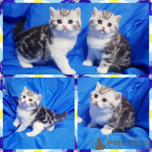 Photo №1. scottish fold - for sale in the city of Minsk | negotiated | Announcement № 33350