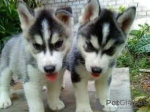 Photo №1. siberian husky - for sale in the city of Lumberton | negotiated | Announcement № 76540