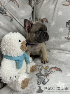 Photo №1. french bulldog - for sale in the city of Charleston | 330$ | Announcement № 112303