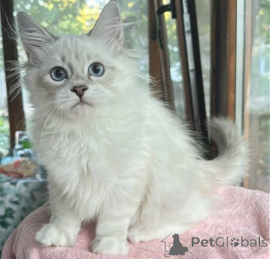 Photo №1. siberian cat - for sale in the city of Kamen | 361$ | Announcement № 177609