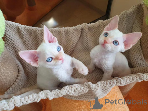 Photo №2 to announcement № 156146 for the sale of devon rex - buy in France 
