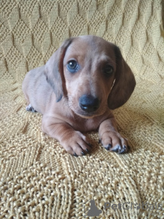Photo №2 to announcement № 11929 for the sale of dachshund - buy in Ukraine breeder