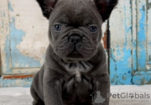 Photo №1. french bulldog - for sale in the city of Saariselkä | Is free | Announcement № 128229