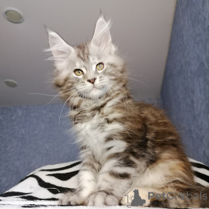 Photo №1. maine coon - for sale in the city of Москва | negotiated | Announcement № 8899