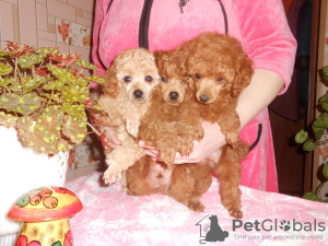 Photo №1. poodle (toy) - for sale in the city of White church | 750$ | Announcement № 11971