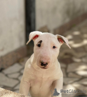 Photo №1. bull terrier - for sale in the city of Москва | negotiated | Announcement № 20392