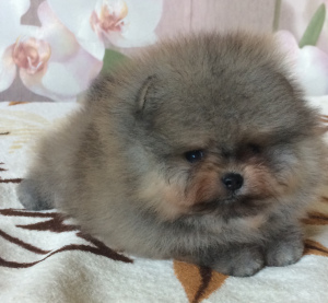 Photo №1. pomeranian - for sale in the city of Dmitrov | 532$ | Announcement № 3401