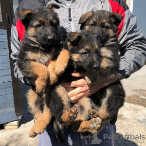 Photo №1. german shepherd - for sale in the city of Bern | negotiated | Announcement № 124028