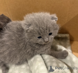 Photo №1. british shorthair - for sale in the city of Karlsruhe | 207$ | Announcement № 144562