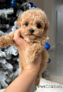 Photo №2 to announcement № 161535 for the sale of poodle (toy) - buy in United Kingdom breeder