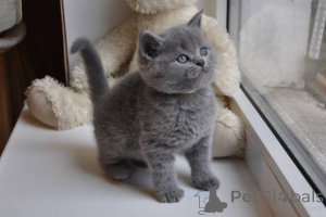Photo №1. british shorthair - for sale in the city of Brodnica | negotiated | Announcement № 168283
