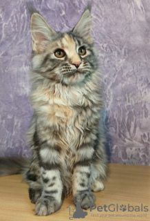 Photo №1. maine coon - for sale in the city of Tyumen | negotiated | Announcement № 9689