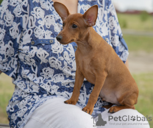 Photo №3. Puppy miniature pinscher dark red 3 months.. Belarus