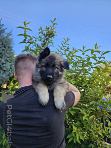 Photo №2 to announcement № 67538 for the sale of  - buy in Poland breeder
