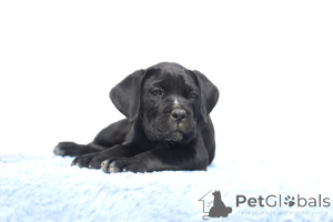 Photo №1. cane corso - for sale in the city of Buzău | 1882$ | Announcement № 140493