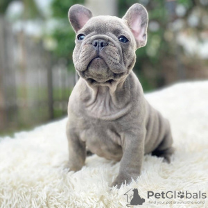 Photo №2 to announcement № 13068 for the sale of french bulldog - buy in Russian Federation private announcement