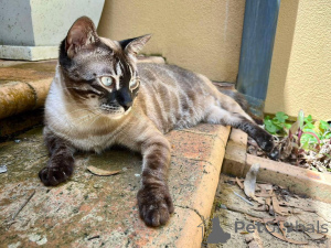 Photo №1. bengal cat - for sale in the city of Aalst | 750$ | Announcement № 152702