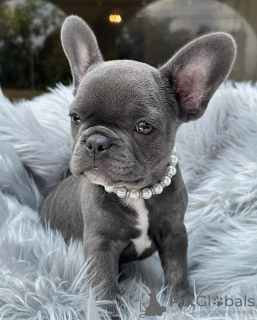 Photo №1. french bulldog - for sale in the city of Arel | 423$ | Announcement № 96319
